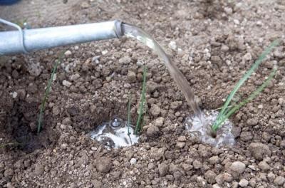 Как вырастить лук из семян за один сезон? Лучшие рекомендации и главные советы