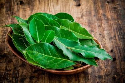 Лавровое дерево — выращиваем самостоятельно