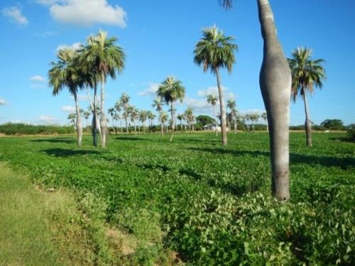 Как посадить пальму на участке