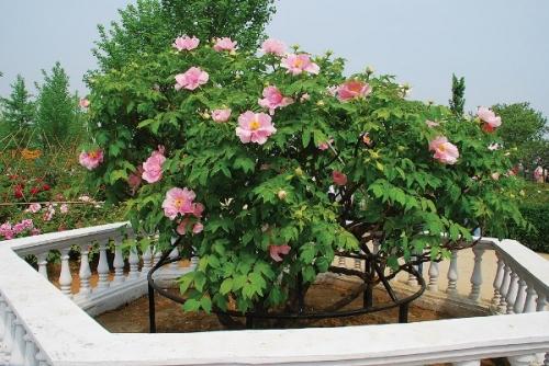 Используем пионы в дизайне участка