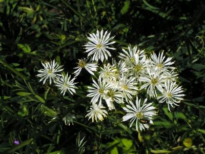 Василистник делавея — очаровательное украшение сада: выращивание и использование в дизайне