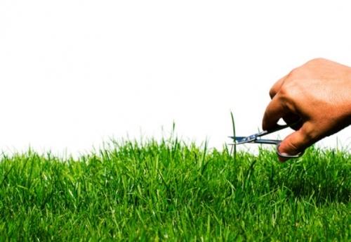 Красивый газон: основные правила ухода