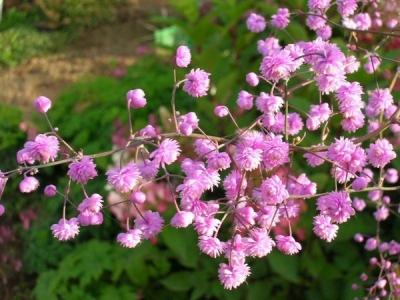 Василистник делавея — очаровательное украшение сада: выращивание и использование в дизайне