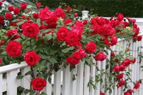 Уютный розарий возле дома