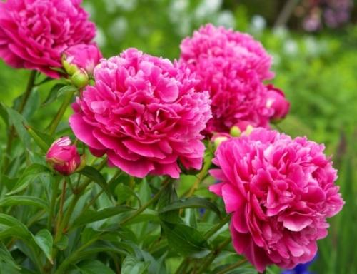 Используем пионы в дизайне участка