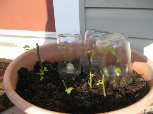 Уютный розарий возле дома