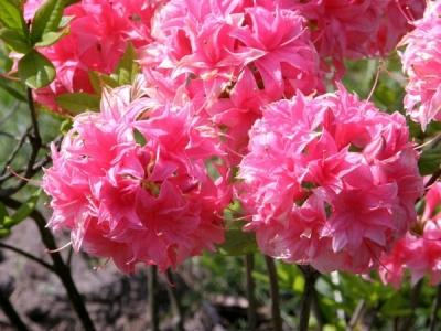 Рододендрон листопадный в дизайне сада: использование, выращивание и уход