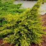 Можжевельник Блю Альпс: особенности посадки и ухода
