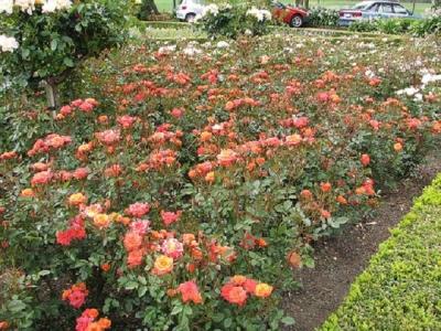 Клумба своими руками: делаем клумбу из подручных материалов на даче