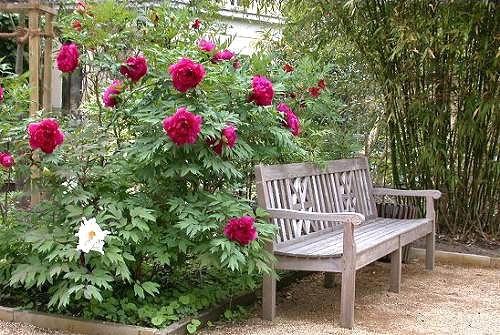 Используем пионы в дизайне участка