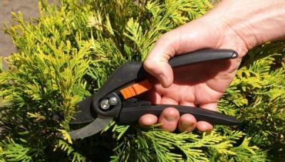 Можжевельник Блю Альпс: особенности посадки и ухода