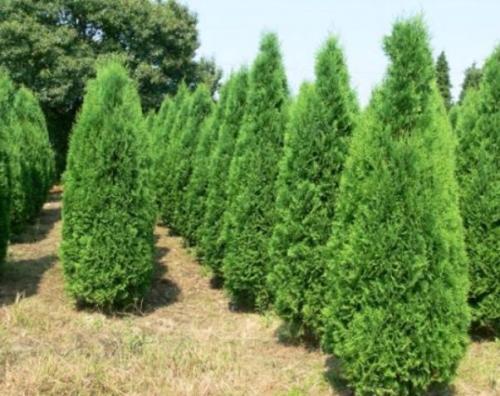 Крупномерные деревья: благоустраиваем приусадебный участок Крупномерные деревья: благоустраиваем приусадебный участок