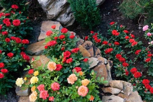 Уютный розарий возле дома
