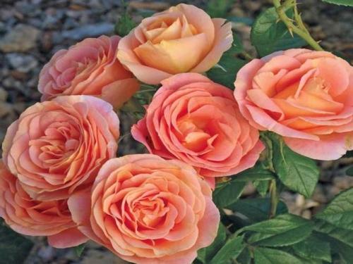 Уютный розарий возле дома