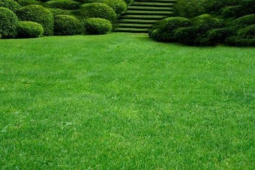 Как правильно поливать газон