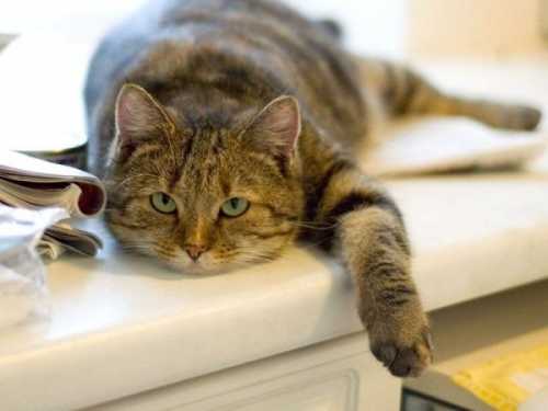 Как выбрать ПВХ подоконник