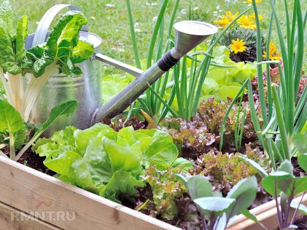 Собственный огород — когда это выгодно
Собственный огород — когда это выгодно